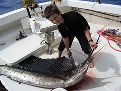 sailfish fishing boat
